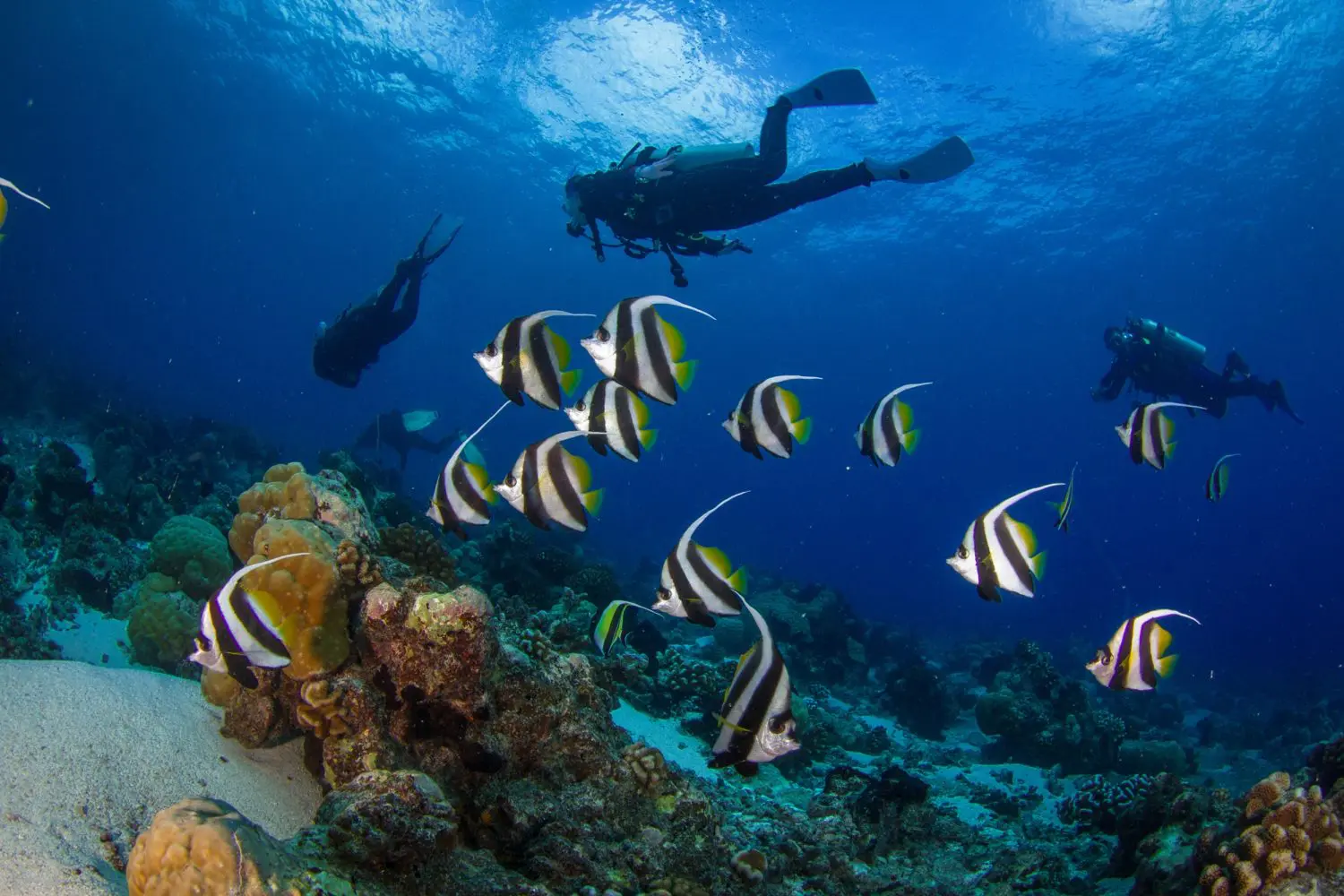 Divers swim above a quarantined coral reef, where a school of striped fish glide gracefully through the clear blue water.