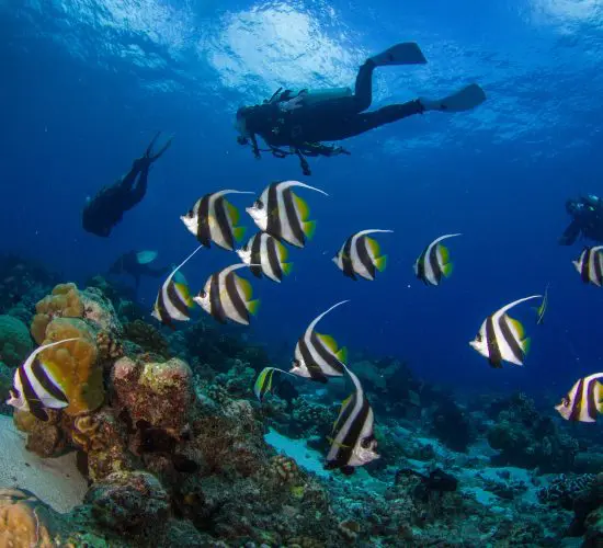 Divers swim above a quarantined coral reef, where a school of striped fish glide gracefully through the clear blue water.