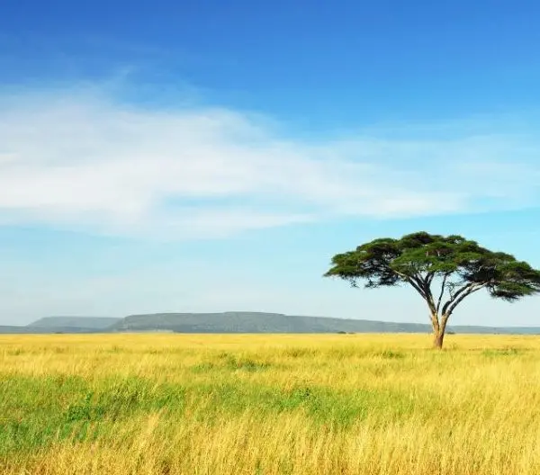 A lone acacia tree stands in a vast grassy savanna, as if taking a moment to look back under the clear blue sky.