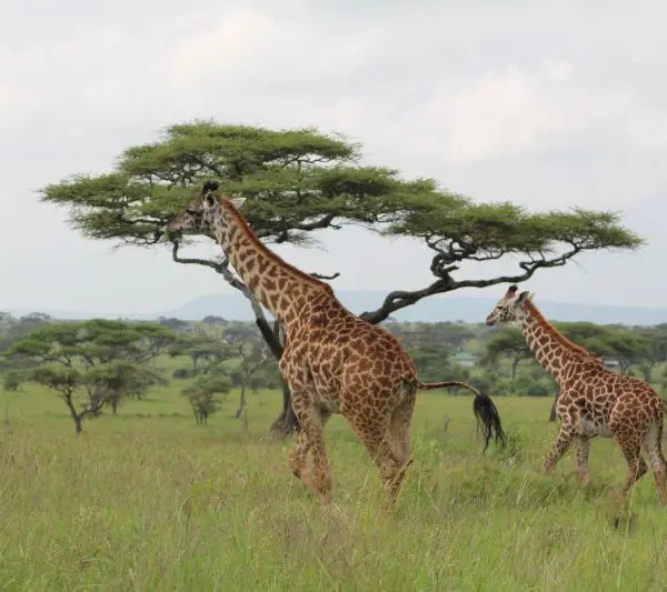 Two giraffes walking across a grassy savanna with acacia trees scattered in the background, where the majestic wildebeest migration often passes through.