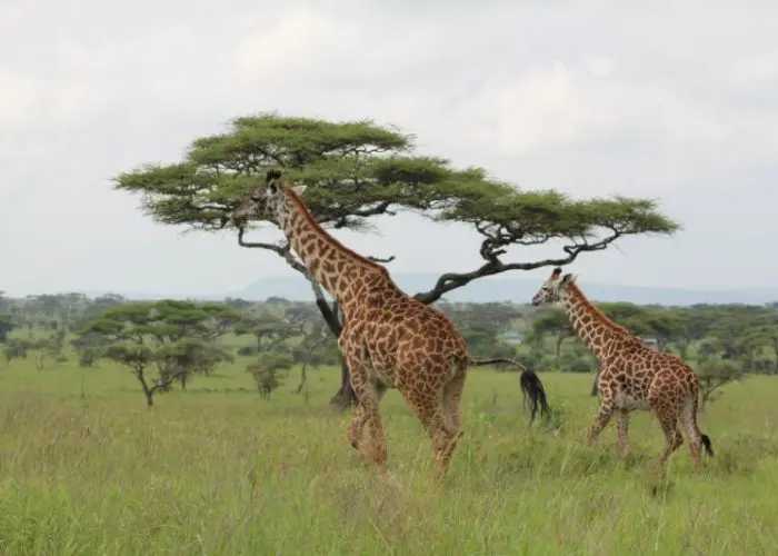 Two giraffes walking across a grassy savanna with acacia trees scattered in the background, where the majestic wildebeest migration often passes through.