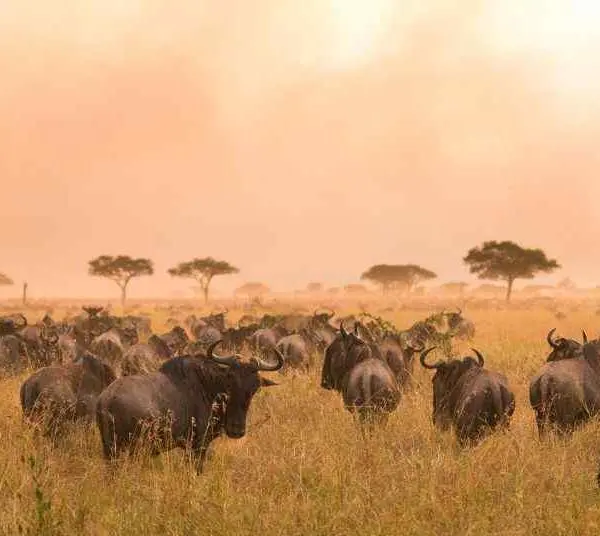 A herd of wildebeests grazes in the grassy expanses of the Serengeti, with acacia trees and a hazy sky painting the background.