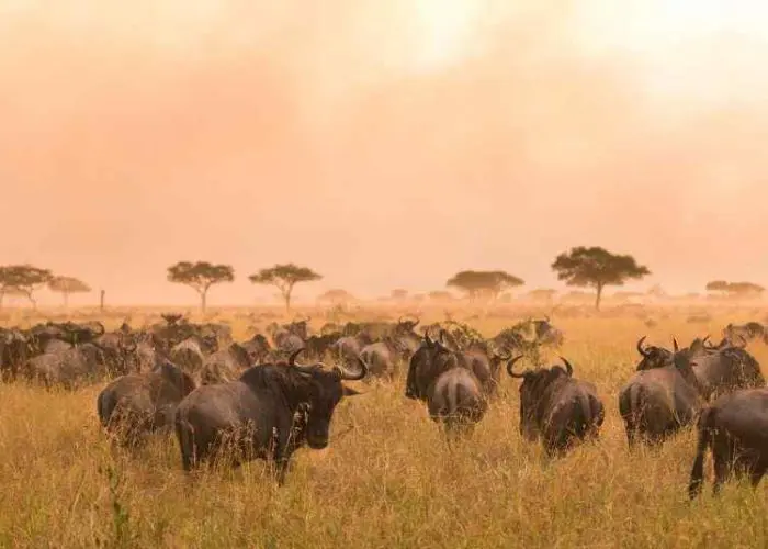 A herd of wildebeests grazes in the grassy expanses of the Serengeti, with acacia trees and a hazy sky painting the background.