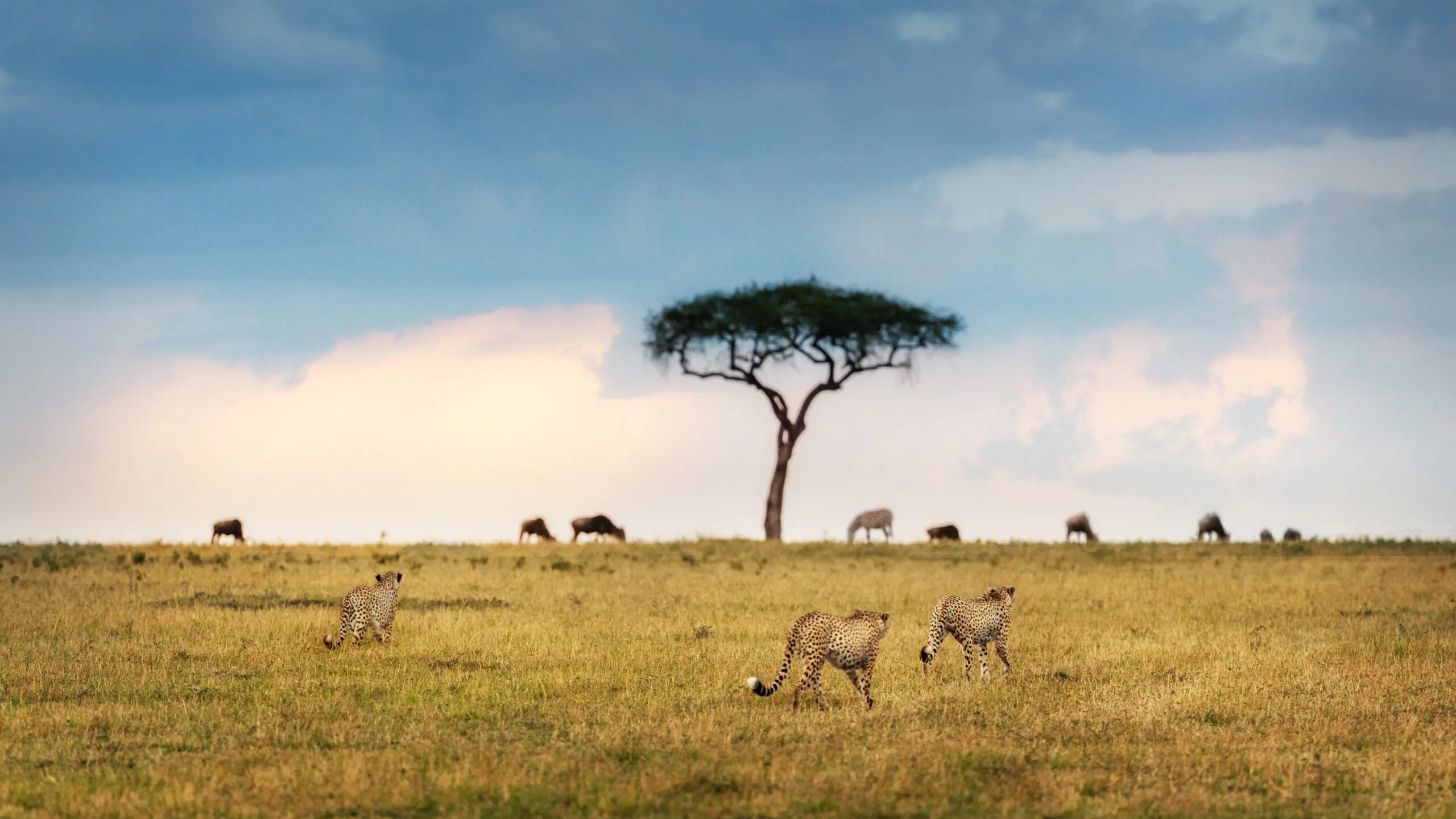 Three cheetahs gracefully walk across the grassy field of a national park, with a solitary tree and grazing animals in the background beneath a cloudy sky.