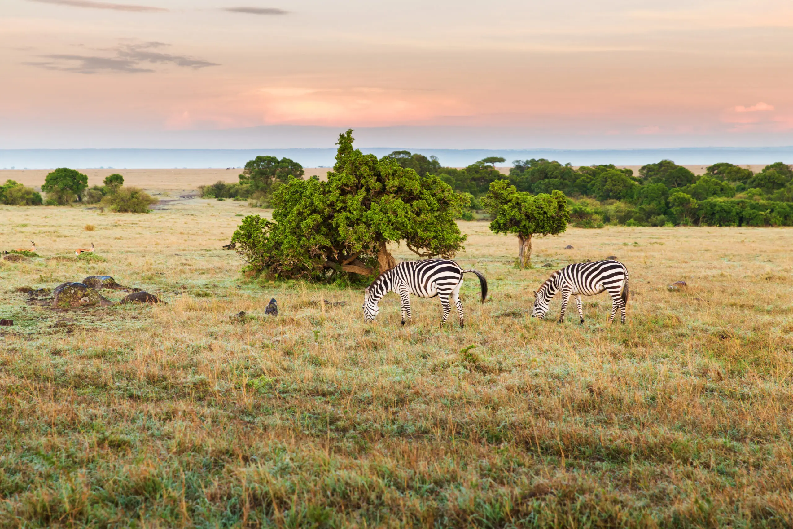 Two zebras grazing in a grassy savannah within a national park, with trees and a colorful sky in the background.