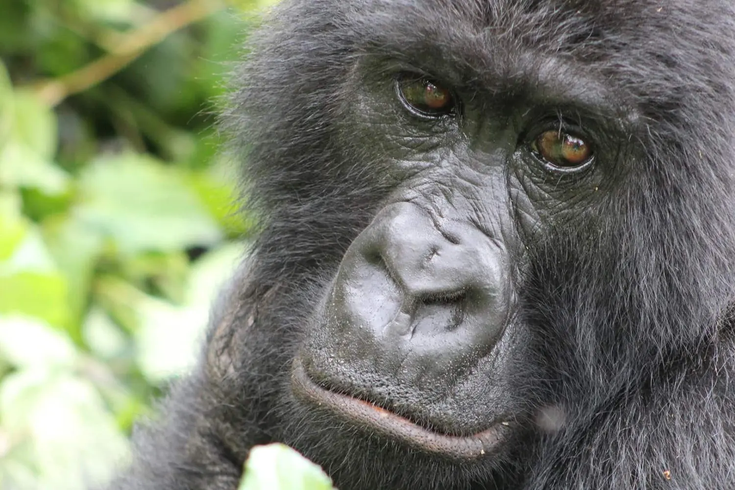 Close-up of a gorilla with a thoughtful expression, surrounded by foliage.