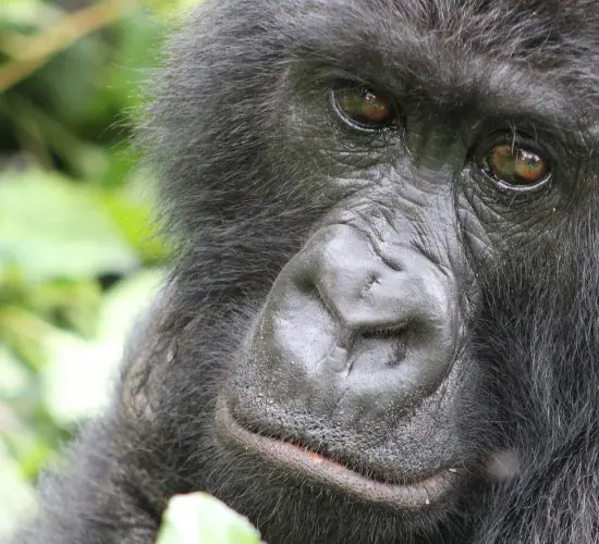 Close-up of a gorilla with a thoughtful expression, surrounded by foliage.