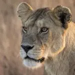 Close-up of a lioness standing in a grassy area, looking intently to the left with a neutral expression.