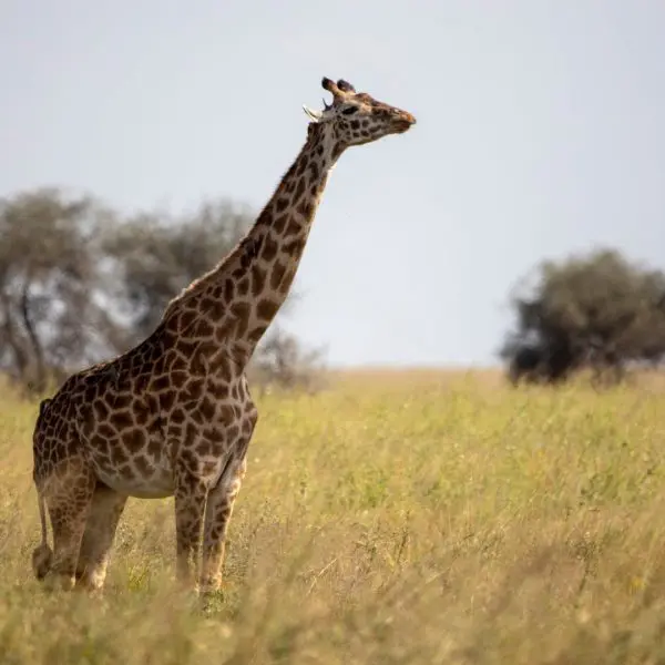 A giraffe standing in a grassy savanna with two trees in the background under a clear sky.