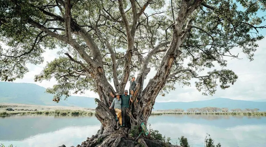 Three people stand on a large tree by a lake with mountains in the background.