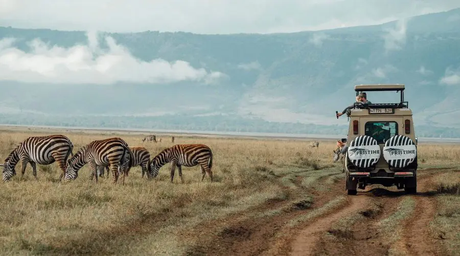 Safari vehicle observing a group of zebras grazing in an open savanna with distant hills and cloudy skies.