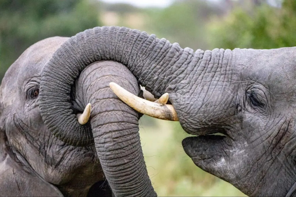 Two elephants intertwine their trunks playfully against a blurred natural background.