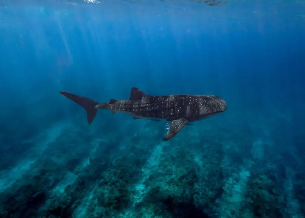 A whale shark swims in clear blue ocean water above the rocky seabed.