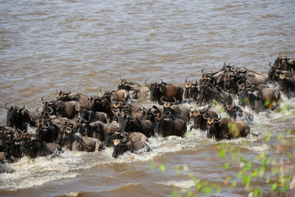 In the heart of the Serengeti, a herd of wildebeest crosses a muddy river, splashing water as they move together.