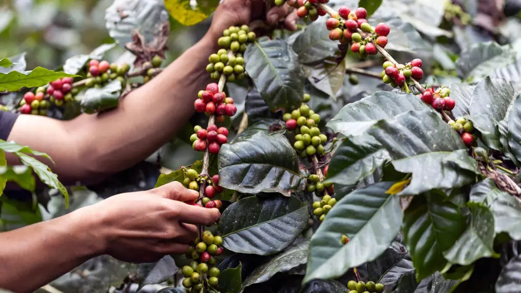 Hands picking ripe and unripe coffee cherries from a bush with green leaves.