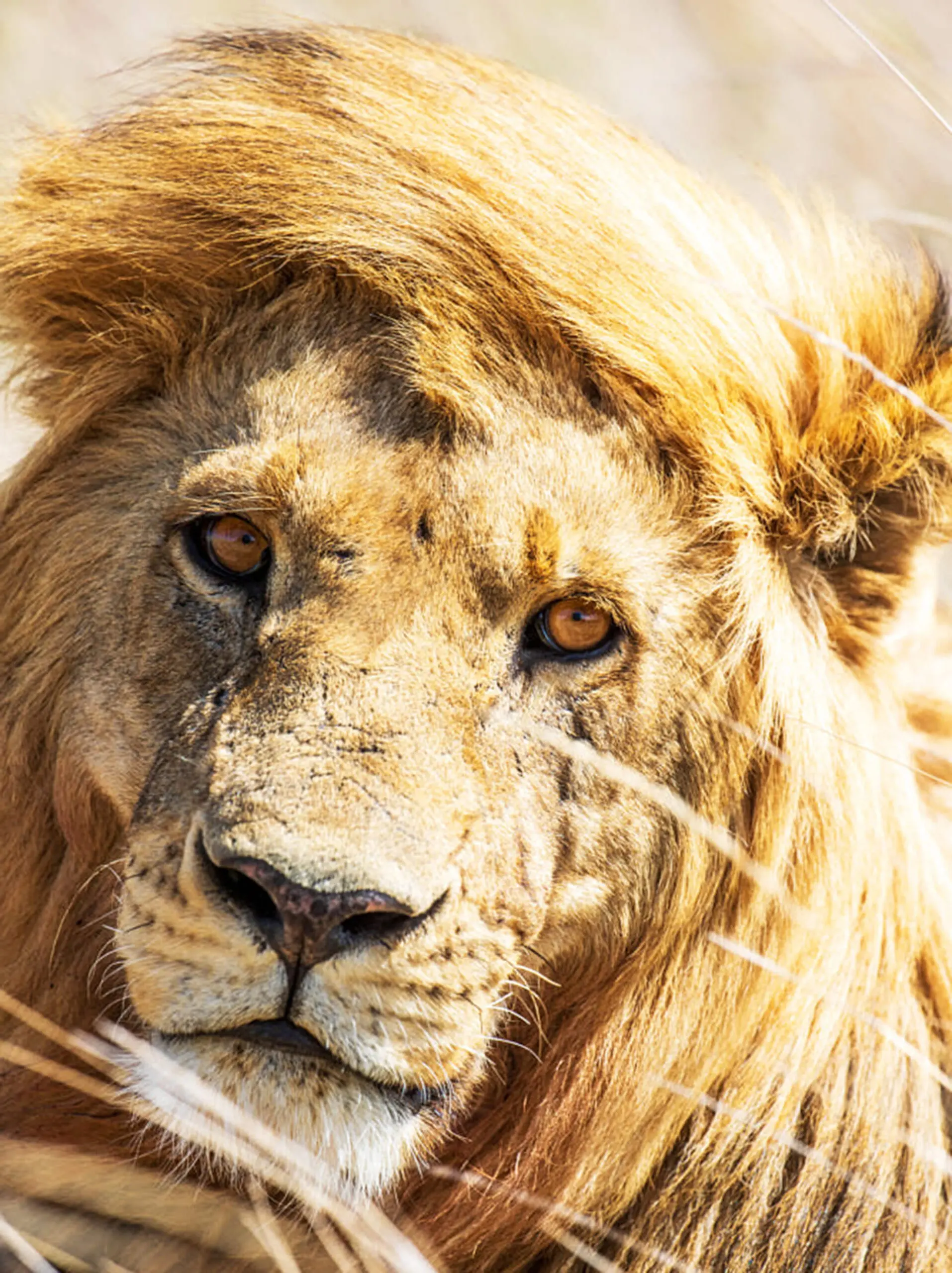 A lion with a thick mane lies in the dry grass of Tanzania, gazing intently, embodying the spirit of a true safari adventure.