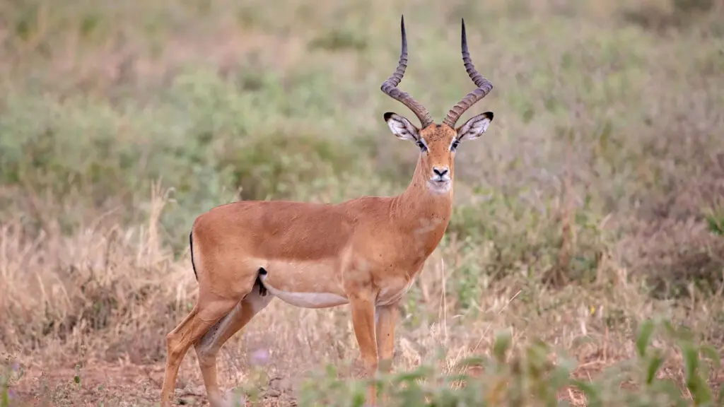 An impala with long, lyre-shaped horns stands alert in a grassy, open field—a classic sight for any first-time safari.
