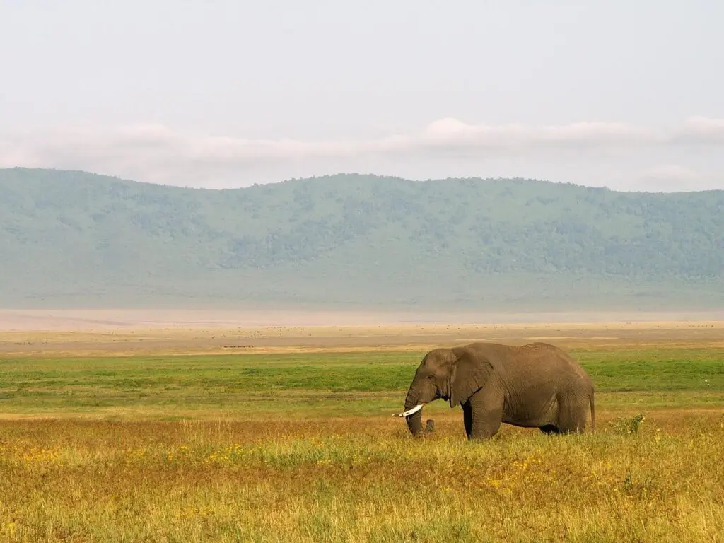 An elephant stands alone in a grassy field beneath distant hills and a cloudy sky—an unforgettable sight for first-timers on a safari booking.