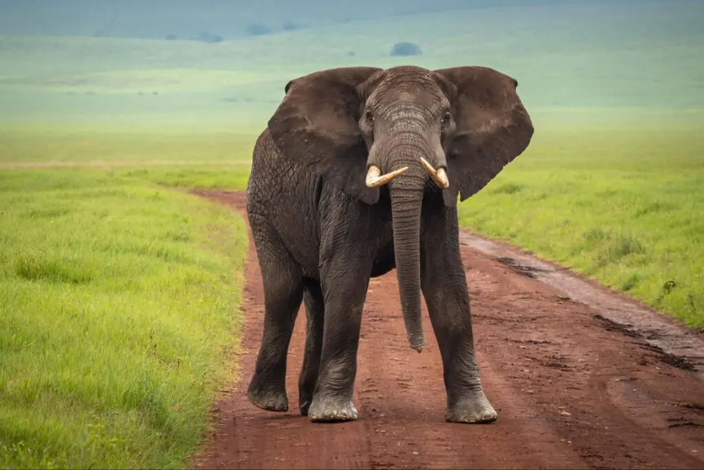 An adult elephant with tusks stands on a dirt road surrounded by green grass in an open, natural landscape—an unforgettable scene often featured in Tanzania tour packages.