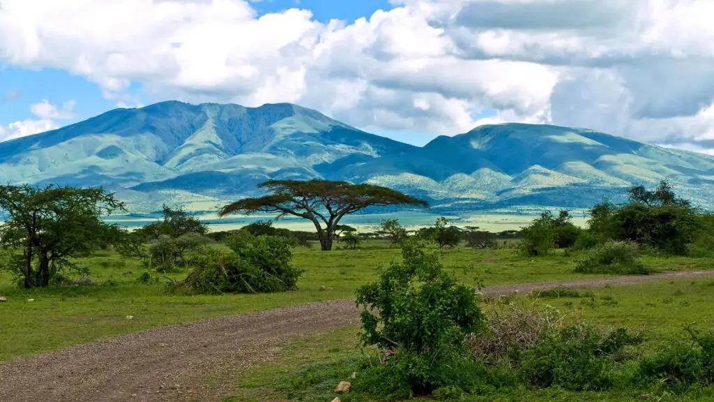 A flat dirt path winds through green grass and bushes, with a tall acacia tree in the center and mountains in the background—an inviting scene for those who wish to visit or travel through the heart of Tanzania.