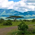 A flat dirt path winds through green grass and bushes, with a tall acacia tree in the center and mountains in the background—an inviting scene for those who wish to visit or travel through the heart of Tanzania.