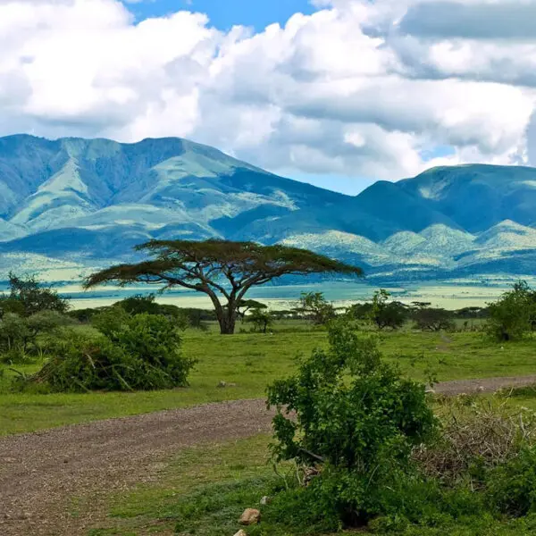 A flat dirt path winds through green grass and bushes, with a tall acacia tree in the center and mountains in the background—an inviting scene for those who wish to visit or travel through the heart of Tanzania.
