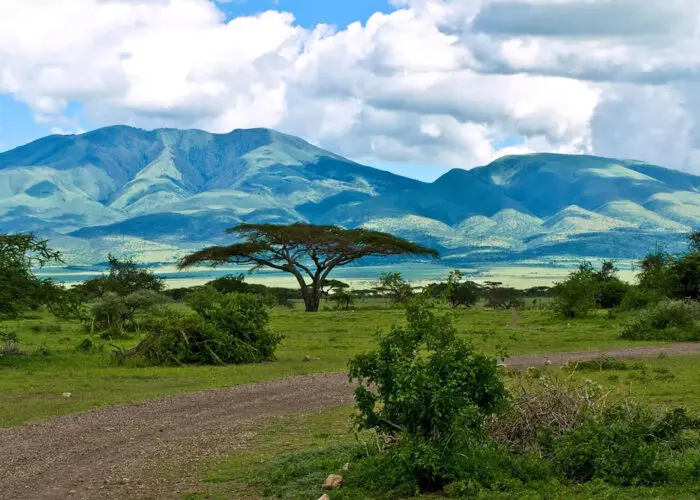 A flat dirt path winds through green grass and bushes, with a tall acacia tree in the center and mountains in the background—an inviting scene for those who wish to visit or travel through the heart of Tanzania.