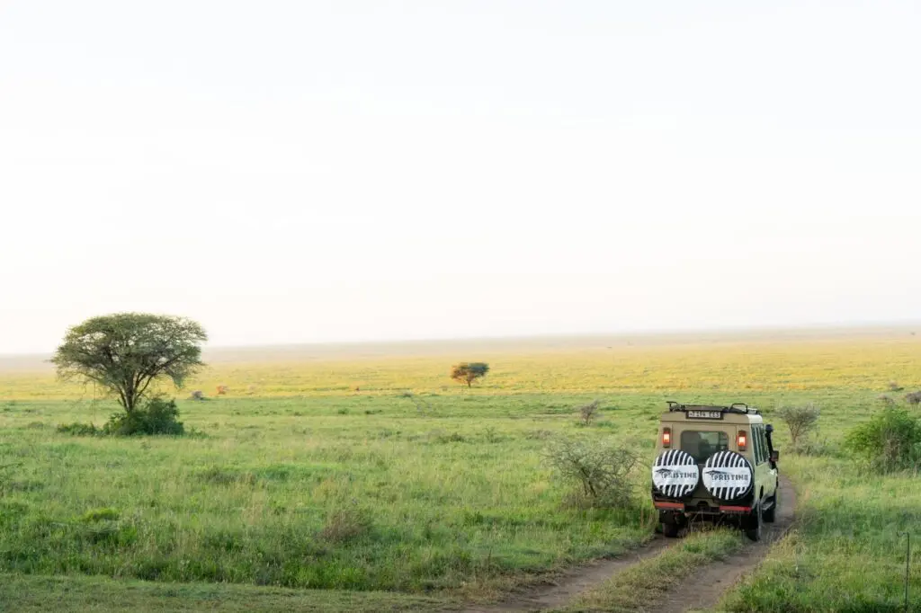 A safari vehicle drives along a dirt track through Tanzania’s pristine trails, winding across an open grassy plain with scattered trees under a clear sky.