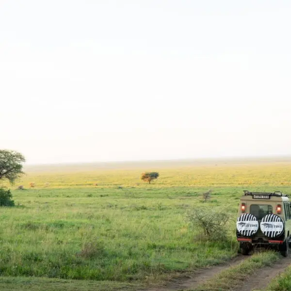 A safari vehicle drives along a dirt track through Tanzania’s pristine trails, winding across an open grassy plain with scattered trees under a clear sky.