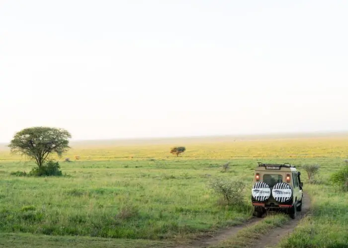 A safari vehicle drives along a dirt track through Tanzania’s pristine trails, winding across an open grassy plain with scattered trees under a clear sky.