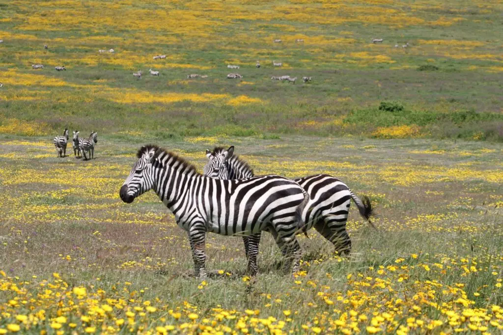 Two zebras stand in a field of yellow wildflowers, with more zebras grazing on the grassy plain—a tranquil scene that captures the beauty of Tanzania’s seasons along its pristine trails.