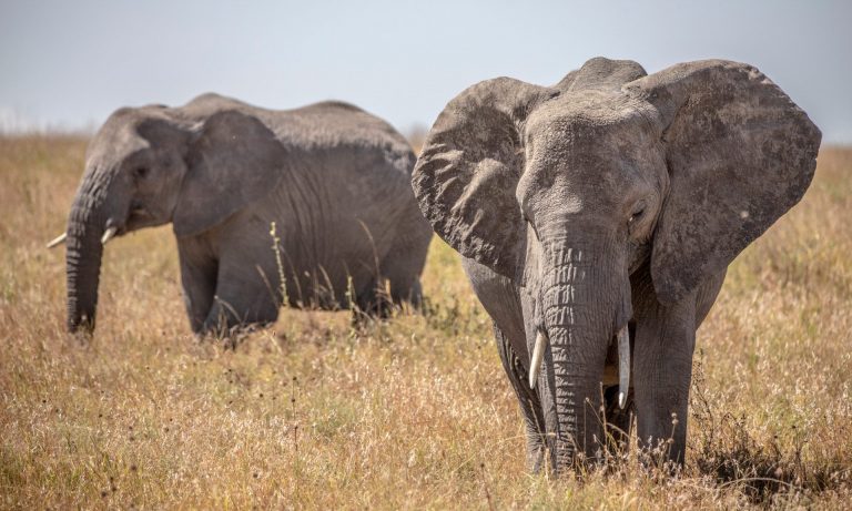 Tanzania Sights & Sounds - Pristine Trails