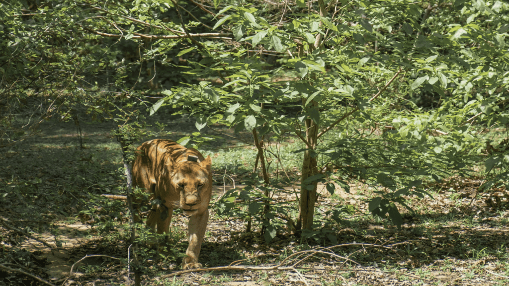 A tiger walks through dense green vegetation in a UNESCO forest, partially hidden by trees and foliage.