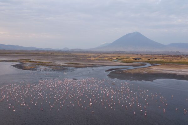Lake Natron - Flamingoes-min
