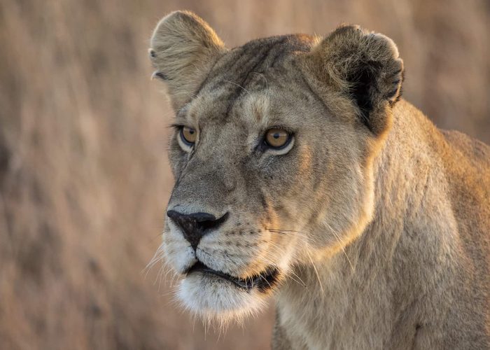 Close-up of a lioness standing in a grassy area, looking intently to the left with a neutral expression.