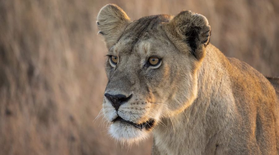 Close-up of a lioness standing in a grassy area, looking intently to the left with a neutral expression. Close-up of a lioness standing in a grassy area, looking intently to the left with a neutral expression.