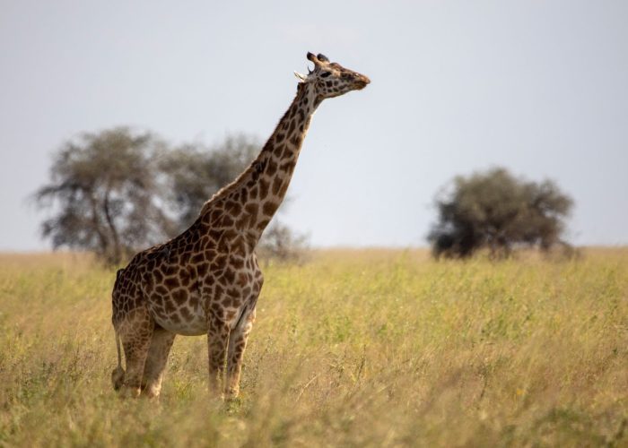 A giraffe standing in a grassy savanna with two trees in the background under a clear sky.