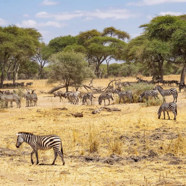 A herd of zebras grazes on an open savanna under scattered trees, with blue sky and few clouds above.