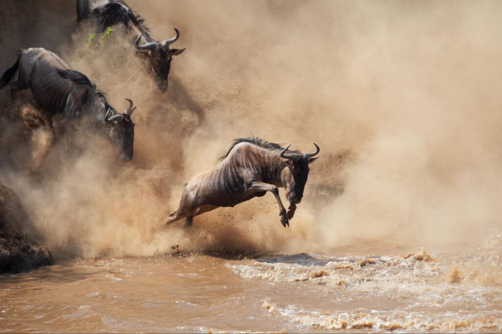 Wildebeests jump through dust as they cross a muddy river during migration.