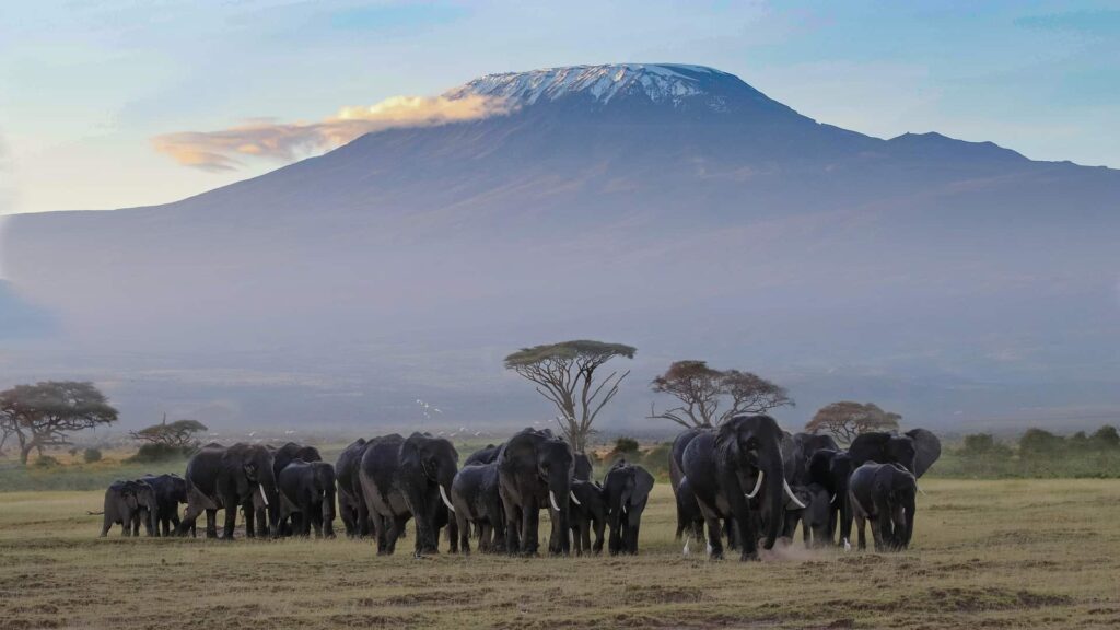 A herd of elephants walks on a grassy plain with Mount Kilimanjaro in the background under a clear sky.