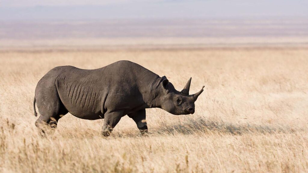 A black rhinoceros strolls through the tall, dry grass of the open savanna landscape, a majestic presence in the breathtaking Ngorongoro Crater formation.