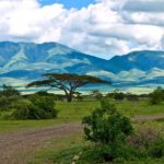 A flat dirt path winds through green grass and bushes, with a tall acacia tree in the center and mountains in the background—an inviting scene for those who wish to visit or travel through the heart of Tanzania.