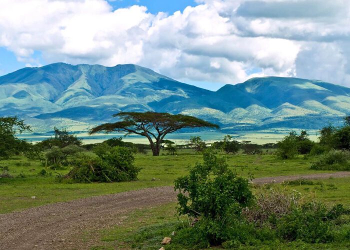 A flat dirt path winds through green grass and bushes, with a tall acacia tree in the center and mountains in the background—an inviting scene for those who wish to visit or travel through the heart of Tanzania.