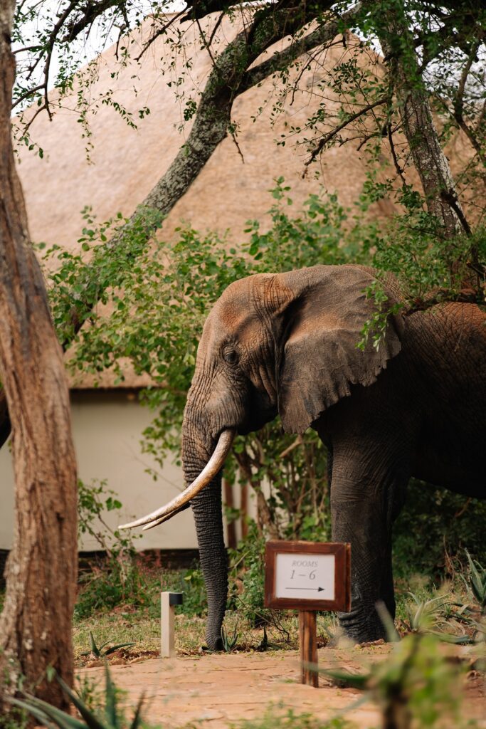 An elephant stands near a sign pointing towards rooms 1–6 at a luxury safari lodge with a thatched-roofed building in the background.