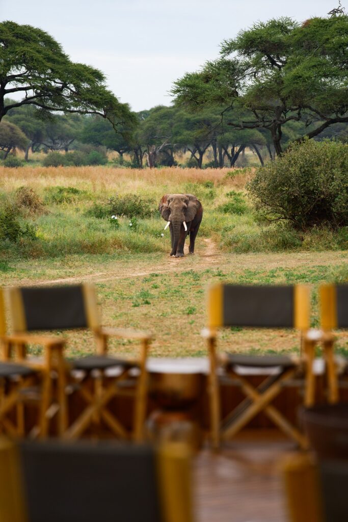 An elephant walks across the Sanctuary Swala savanna towards a wooden deck with blurred chairs in the foreground.